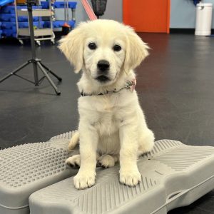 Classes at Zoom Room Dog Training – Williamsburg Today!! Thurs, Mar 27 Advanced Agility&hellip;